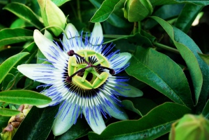 The passionflower is going off! A few fruits are appearing and the monarch butterflies can't get enough.